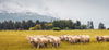 Merino Wool: What Makes It So Wonderful?