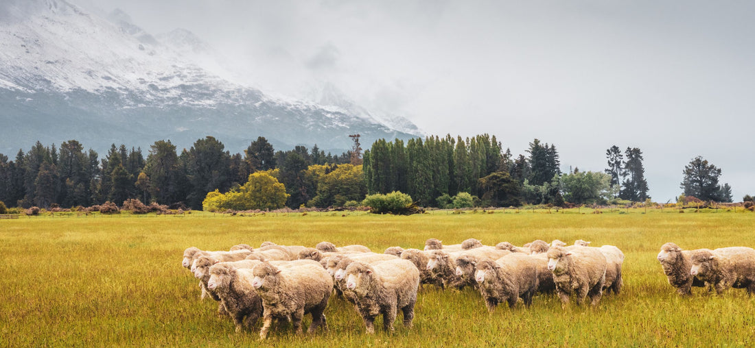 Merino Wool: What Makes It So Wonderful?