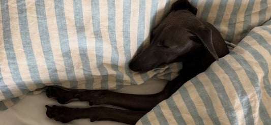 How to Prepare Your Guest Bedroom For Holiday Hosting